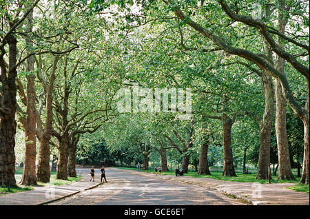Tree-lined avenue in Finsbury Park, North London UK Stock Photo