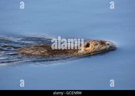 Coypu, also river rat or nutria (Myocastor coypus) swimming in water, Karlsruhe, Baden-Württemberg, Germany Stock Photo