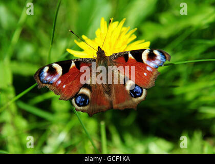 A butterfly lands on a dandelion during the warm weather in Derbyshire. Stock Photo