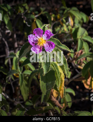 Close-up of flower of pine forest cistus (Cistus symphytifolius), a Canarian endemic, near Ifonche, Tenerife Stock Photo
