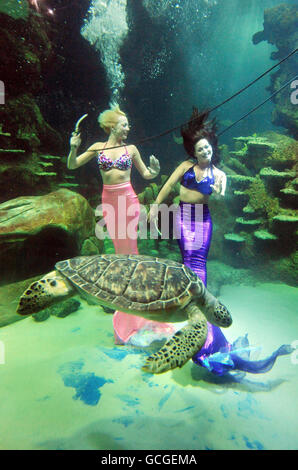Stayce McConnell (left) and Marcy Shannon, members of the Weeki Wachee Mermaids synchronised underwater aquabatics troupe swim with a turtle in the Ocean Reef display at the Sea Life London Aquarium. Stock Photo