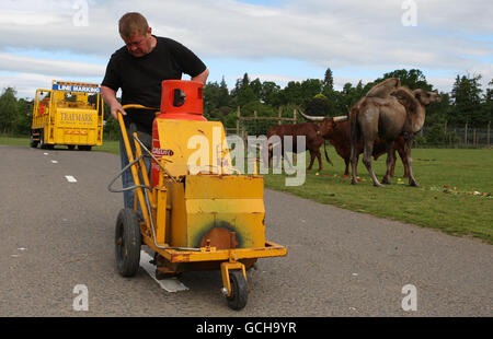 Blairdrummond Safari Park road markings Stock Photo