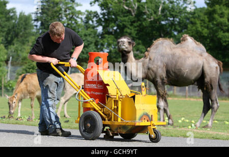 PHOTO Martin Gaughan from Traymark Road Markings paints white lines on the roads of the wild animal reserves at Blairdrummond Safari Park. Stock Photo