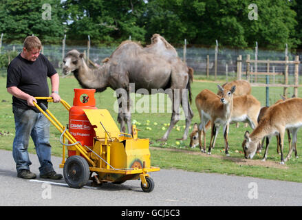 Blairdrummond Safari Park road markings Stock Photo