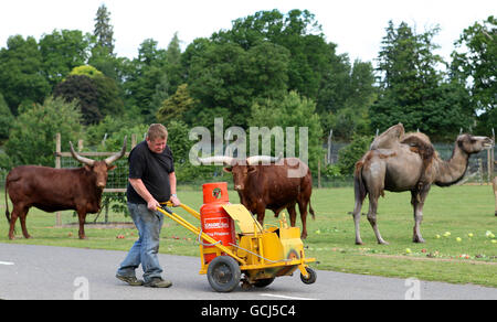 STANDALONE PHOTO Martin Gaughan from Traymark Road Markings paints white lines on the roads of the wild animal reserves at Blairdrummond Safari Park. PRESS ASSOCIATION Photo. Picture date: Friday June 11, 2010. Mr Gaughan described the job as the most unusual road marking job he has ever done. Photo credit should read: Andrew Milligan/PA Wire Stock Photo