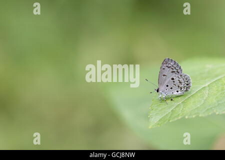 Common Hedge Blue; Acytolepis puspa; Wet Season Form (WSF); single perch on fern leaf; Fung Yuen butterfly reserve; Hong Kong Stock Photo