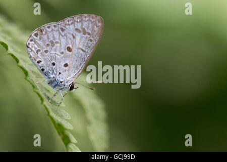 Common Hedge Blue; Acytolepis puspa; Dry Season Form (DSF); single perch on fern leaf; Tai Po Kau; Hong Kong Stock Photo