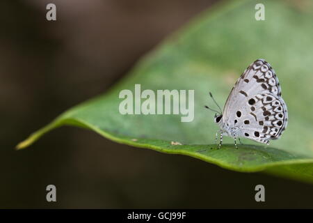 Common Hedge Blue; Acytolepis puspa; Wet Season Form (WSF); single perch on fern leaf; Tai Po Kau; Hong Kong Stock Photo