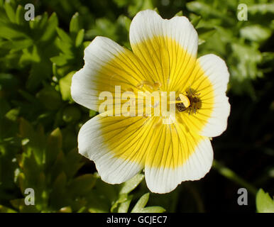 Varied carpet beetle (Anthrenus verbasci) under the anther of a poached egg plant (Limnanthes douglasii) flower Stock Photo