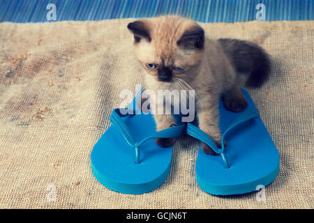 Flip flop wearing cat Stock Photo Alamy