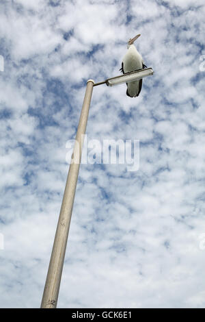 Pelican sitting on light pole. Stock Photo
