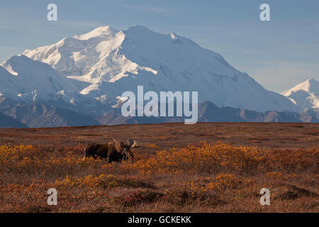 Moose (Alces Alces) Bull Standing On Ridge In Shrub Tundra With Denali And Alaska Range In The Background, Denali National Park And Preserve, Inter... Stock Photo