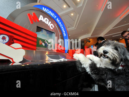 Hugo, a bearded Collie, in the newly opened Metro Bank branch in Holborn, central London. The first high street bank to launch in the UK for more than 100 years opened its doors to customers today but its products received a lukewarm response from industry commentators. Stock Photo