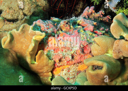 Estuarine Stonefish (Synanceia Horrida). Dampier Strait, Raja Ampat, Indonesia Stock Photo