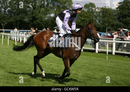 Jockey David Allan on Midnight Martini goes to post for the William Hill Great St Wilfrid Stock Photo