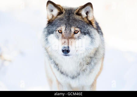 Wolf stands in beautiful winter forest Stock Photo