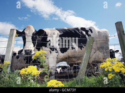 Cloned cow milk Stock Photo