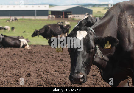 Cows on the Drumduan farm near Nairn. Meat from the offspring of a cloned cow entered the food chain last year and was eaten, the Food Standards Agency revealed. Stock Photo