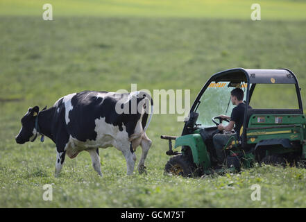 Cloned cow milk Stock Photo