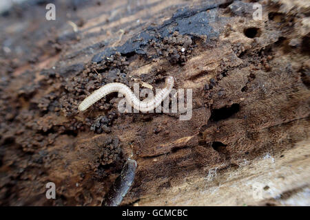Spotted snake millipede (Blaniulus guttulatus) on decaying wood, next to a plaited door snail (Marpessa (= Cochlodina) laminata) Stock Photo