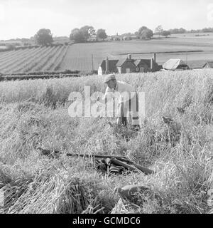 In a patch of wind-flattened barley, a farmworker sets out decoys to draw the pigeons to his gun at Braishfield, near Romsey. Pigeons, a pest among growing crops, are attracted by the decoys and think it safe to settle and feed. Stock Photo