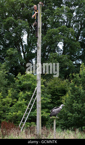 Ross Bibby, atop 25ft high telegraph pole, coaxing Alex the Vulture to fly at Blair Drummond Safari and Adventure Park in Stirlingshire, with titbits of chicken.