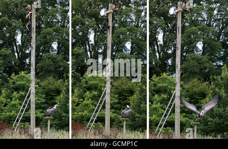 Composite photos showing Ross Bibby, atop 25ft high telegraph pole, coaxing Alex the Vulture to fly at Blair Drummond Safari and Adventure Park in Stirlingshire, with titbits of chicken.