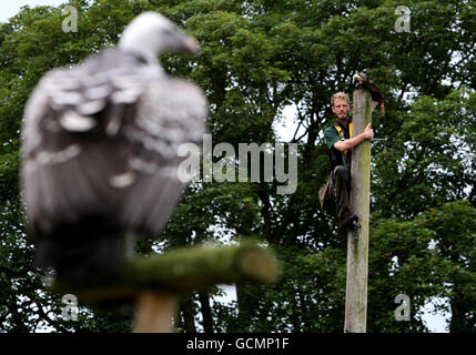 Ross Bibby, atop 25ft high telegraph pole, coaxing Alex the Vulture to fly at Blair Drummond Safari and Adventure Park in Stirlingshire, with titbits of chicken.