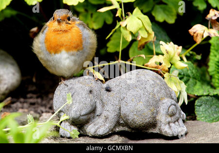 Garden wildlife Stock Photo