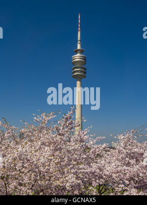 Flowering Cherry Trees, Olympic Park in Munich, Bavaria, Germany Stock Photo