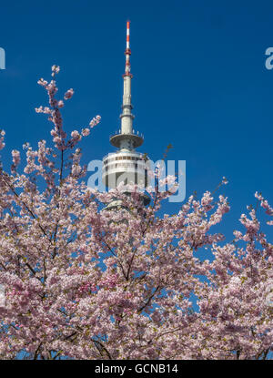 Flowering Cherry Trees, Olympic Park in Munich, Bavaria, Germany Stock Photo