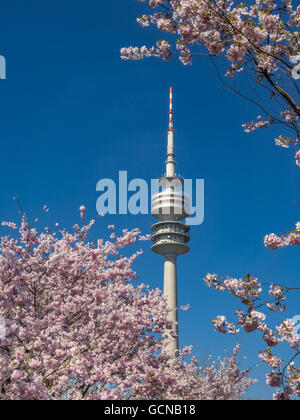 Flowering Cherry Trees, Olympic Park in Munich, Bavaria, Germany Stock Photo