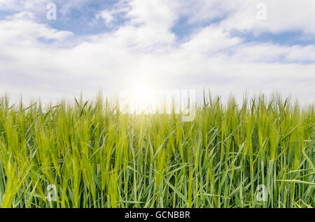 Green field of young grain crops against the sky. Close-up. Stock Photo