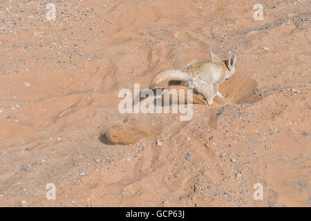 Fennec fox digging in sand in the Sahara desert, Morocco. Stock Photo