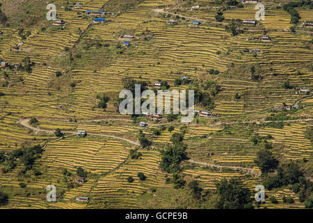Crops in Nepal while I was going up to Annapurna base camp Stock Photo