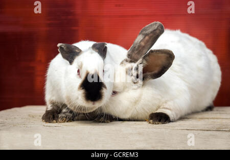 Two Californian rabbit sit on wooden table. red background Stock Photo