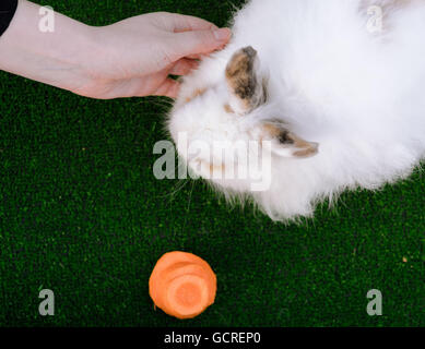 Decorative white angora rabbit. Woman hand stroking bunny.  On lawn with a carrot. Easter design concept. Stock Photo