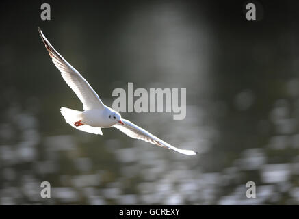 A gull is seen mid-flight on a autumn afternoon in Attenborough Nature Reserve, Nottingham. Stock Photo