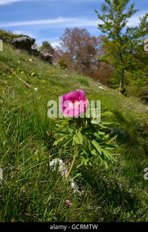 Common Peony (Paeonia officinalis), Monte Baldo, Lake Garda, Province of Verona, Veneto, Italy Stock Photo