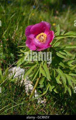 Common Peony (Paeonia officinalis), Monte Baldo, Lake Garda, Province of Verona, Veneto, Italy Stock Photo