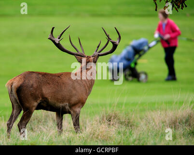 A stag watches a golfer make her way up the fairway of the Wollaton Park Golf Club in Nottingham. Stock Photo