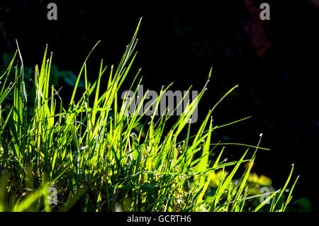 Dewdrops on grass in meadow Stock Photo