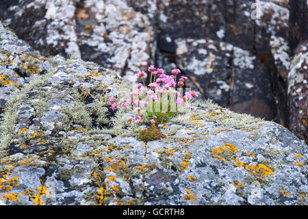 Armeria maritima, commonly known as thrift, sea thrift or sea pink, growing on rocks in County Donegal, Ireland Stock Photo