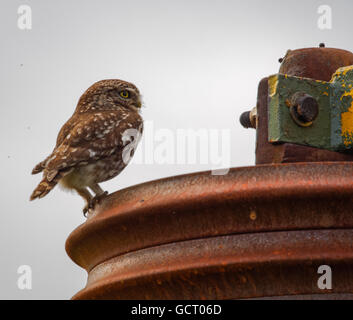 wild little owl sitting on farm equipment (Athene noctua)