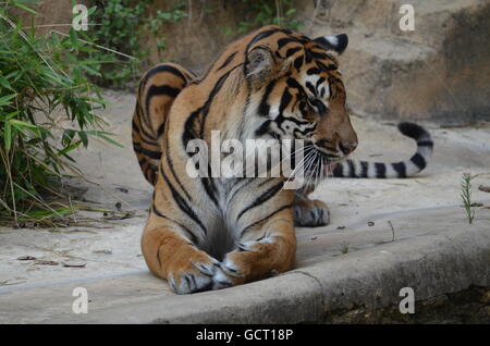 Sumatran Tiger Peering Over Ledge and Growling San Antonio Zoo San Antonio Texas USA Stock Photo