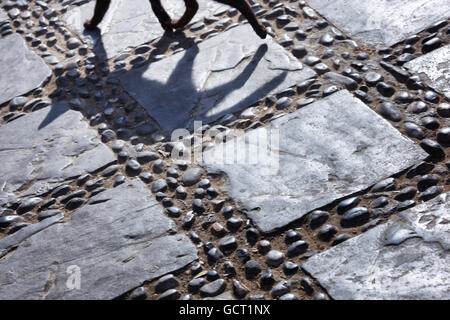 Shadow of a black cat walking  on cobblestone. Stock Photo