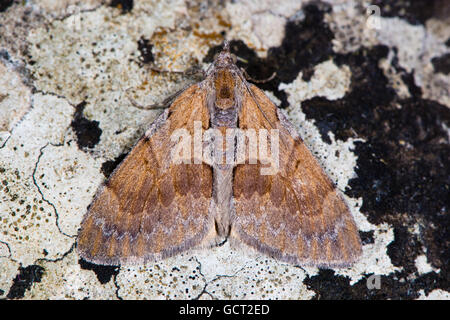 Pine carpet (Pennithera firmata). British insect in the family Geometridae associated with Scot's Pine (Pinus sylvestris) Stock Photo