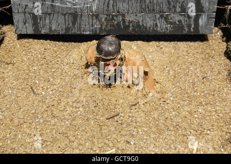 Sofia, Bulgaria - July 9, 2016: A participant is diving in an iced water at the Legion Run extreme sport challenge near Sofia. T Stock Photo