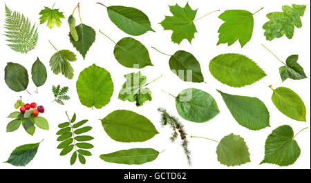 set of varuious green leaves isolated on white - plum, fern, rowan, hazel, ash, maple, larch, oak, birch, acer, quince, grape, a Stock Photo