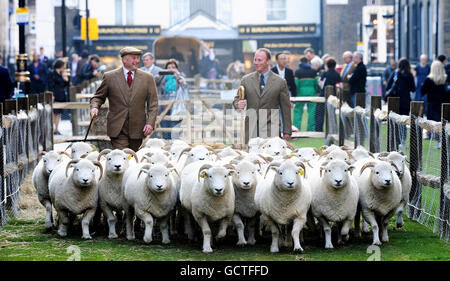 Owner Harry Wiltshire (left) and shepherd Ben Blackmore (right) accompany their Exmoor Horn sheep as they promote the start of Wool Week , which runs from 11th to 17th October, on Savile Row in central London. Stock Photo